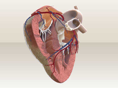 3D Model Herz
